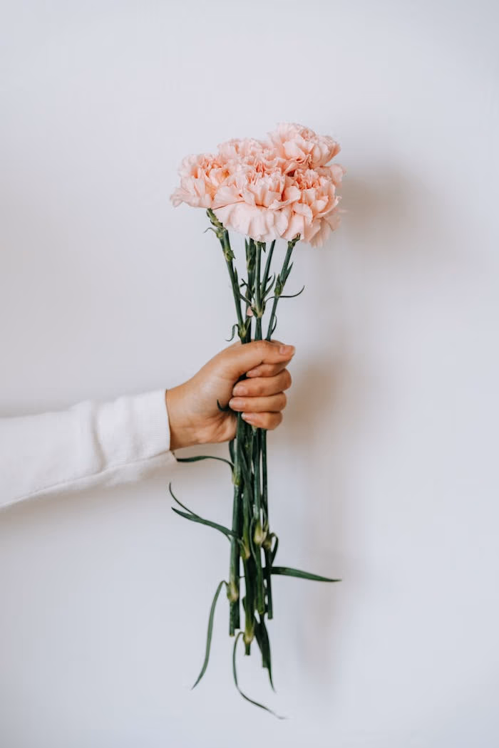 A hand holding a bouquet of pink carnations against a white background, conveying a fresh and gentle feel.
